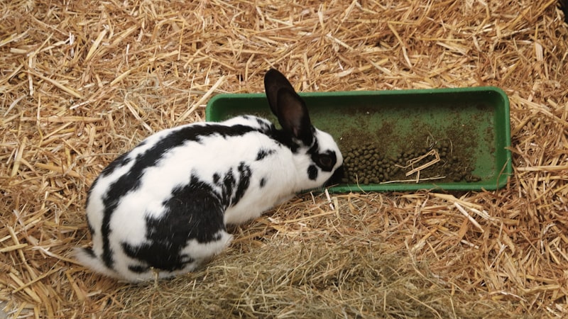 兔子喂养完全指南：主食、零食和营养搭配