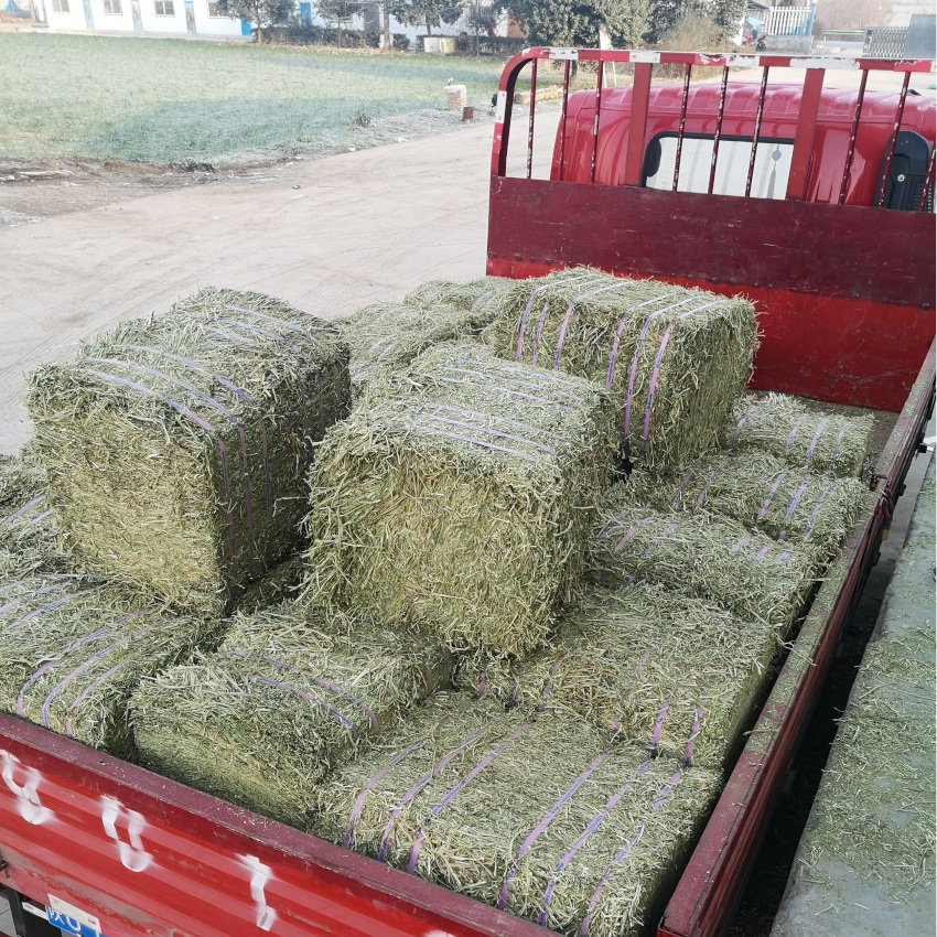 原装进口特级苜蓿草捆